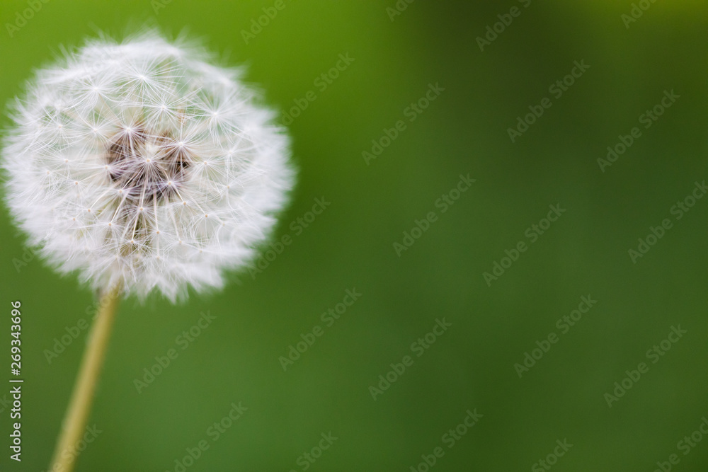 Dandelion flying on green background Dandelion flying on green background