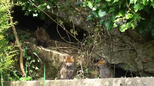 Four cute young foxes in front of den, looking around. Switzerland nature scene photo