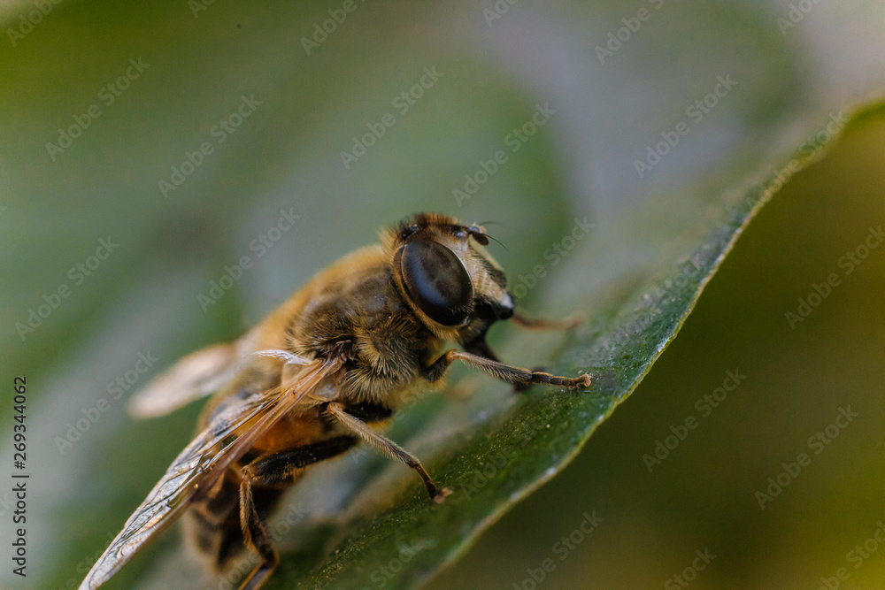 macro photo of a bee sitting on the green leaf