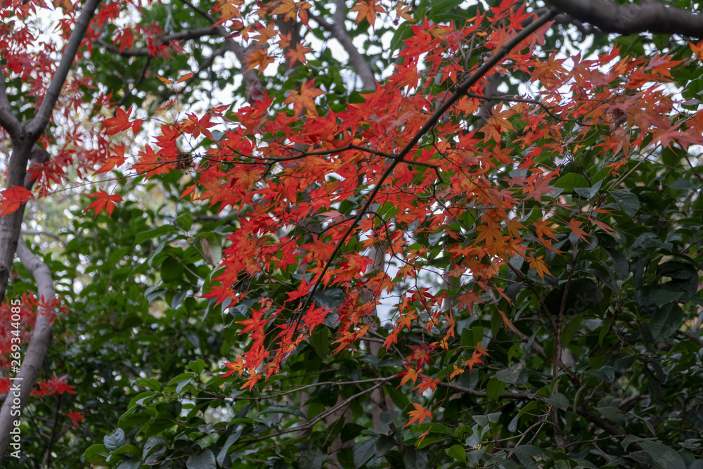 Red tree in the autumn park