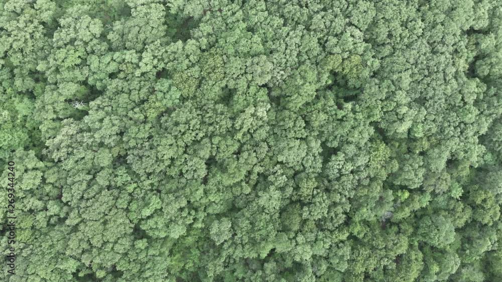 Drone flies overhead a forest Drone flies overhead a forest