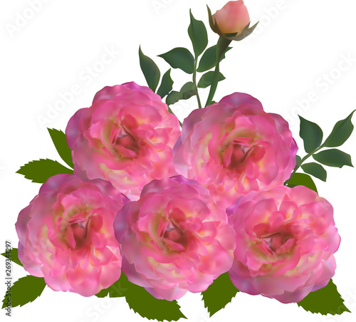 five isolated light pink roses illustration