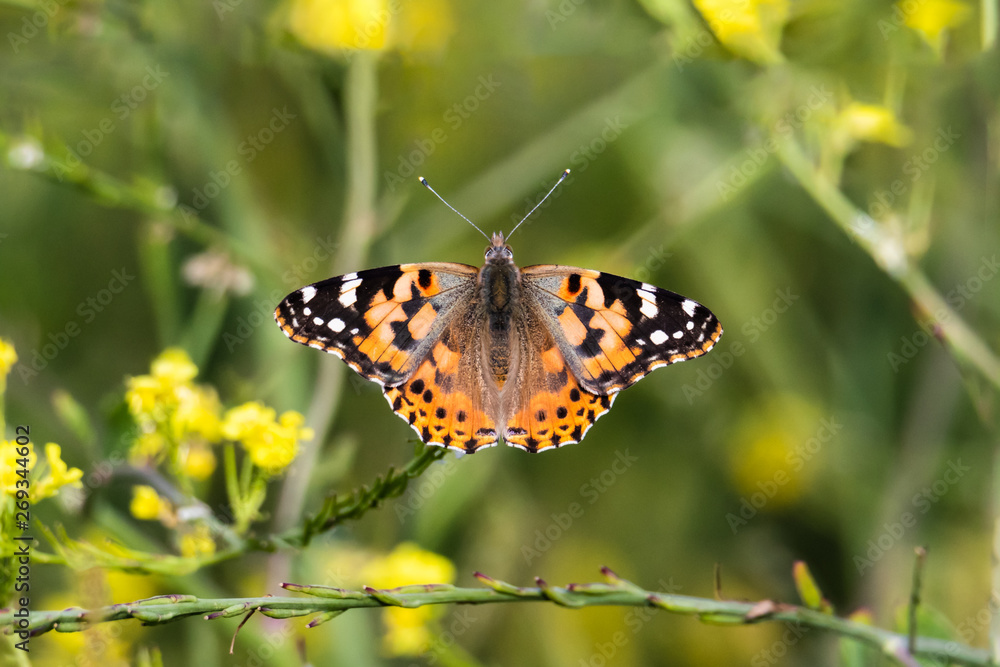 Painted Lady Butterfly feeding from a mustard flower on the California coast. Wings spread; plants in background. Painted Lady Butterfly feeding from a mustard flower on the California coast. Wings spread; plants in background.