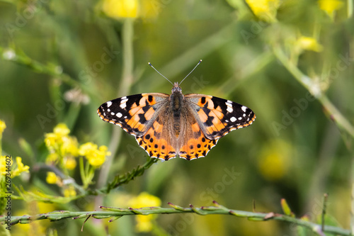 Painted Lady Butterfly feeding from a mustard flower on the California coast. Wings spread  plants in background.  © dhayes