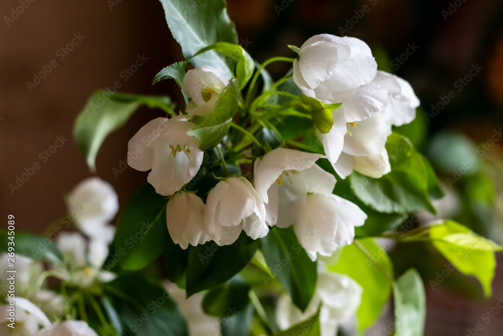 spring flowering of the apple tree, white flowers on the background of leaves