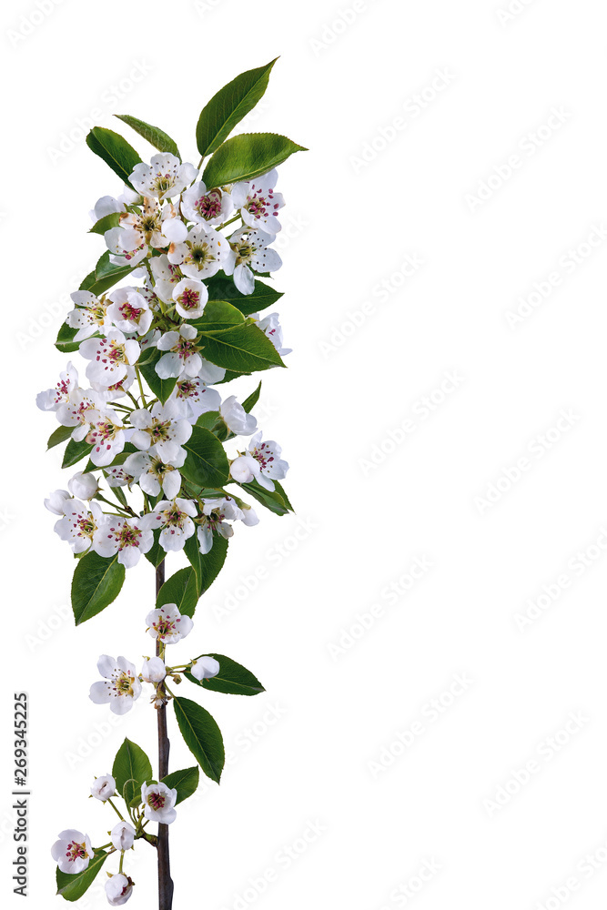 Fototapeta premium Beautiful blooming twig of cherry isolated against white background