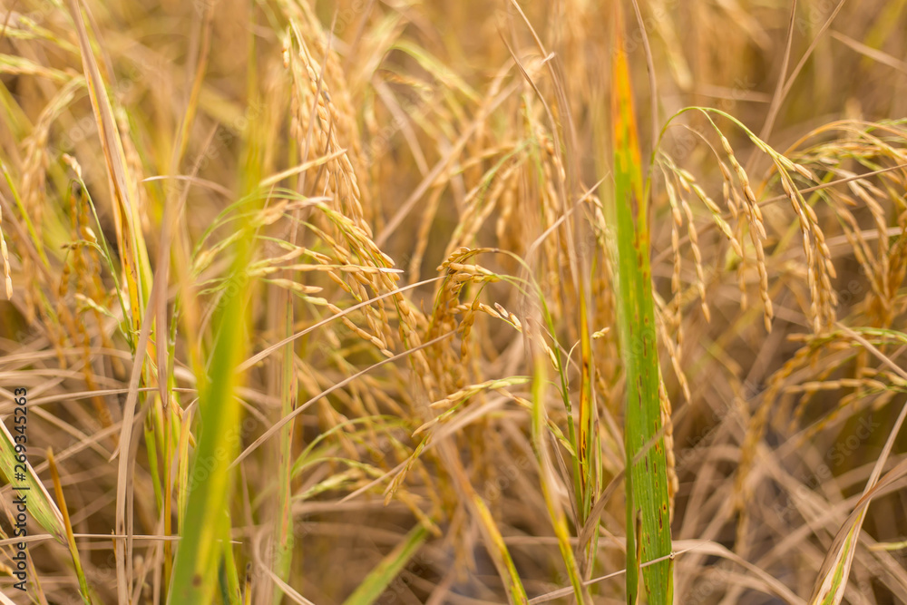 Golden rice paddies in the garden plantations in Thailand Golden rice paddies in the garden plantations in Thailand