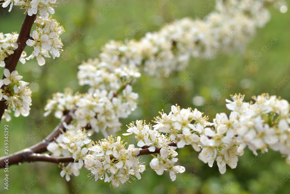 Blooming plum branch on a blurred green background. The brown branch is strewn with white fluffy flowers. Raindrops hang on the delicate petals. Blooming plum branch on a blurred green background. The brown branch is strewn with white fluffy flowers. Raindrops hang on the delicate petals.