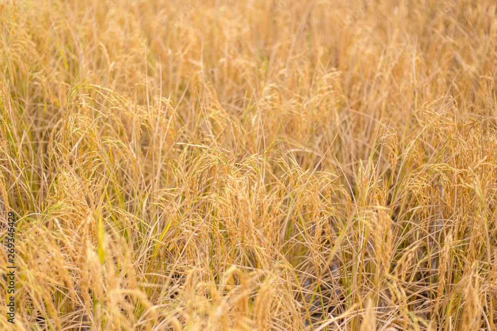 Fototapeta premium Golden rice paddies in the garden plantations in Thailand