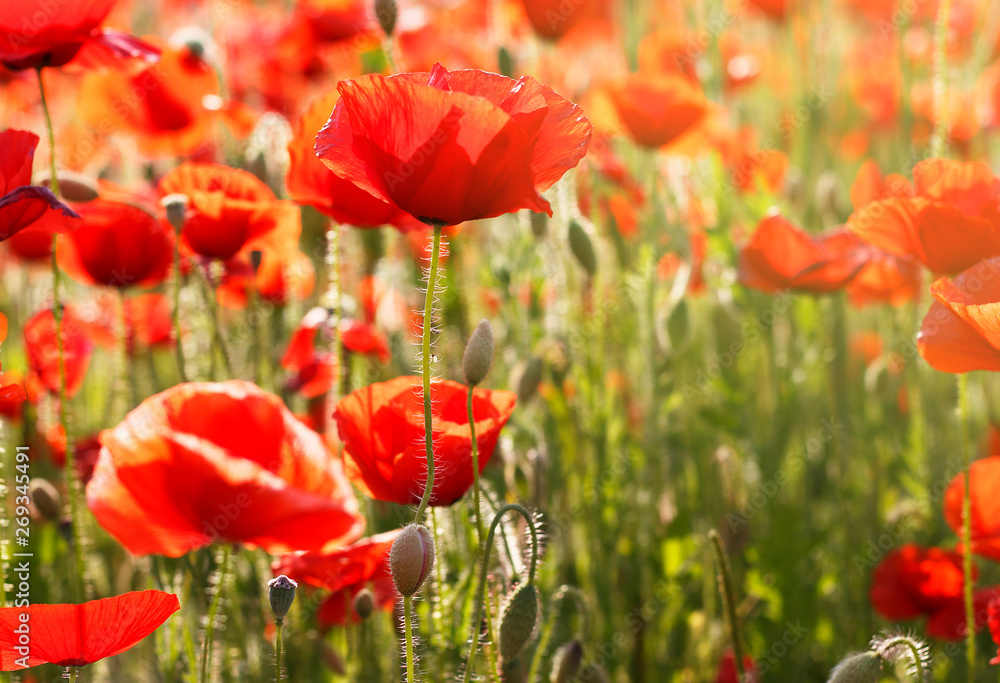 Naklejka premium Red poppies field close-up, natural background, toned