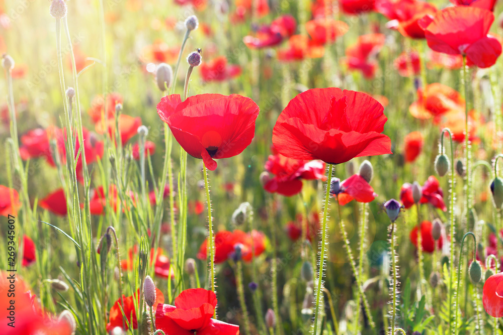 Obraz premium Czerwone maki pole zbliżenie, naturalne tło, stonowanych