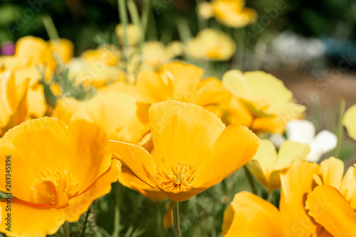 Yellow flowers closeup © Ekaterina Kaiurova