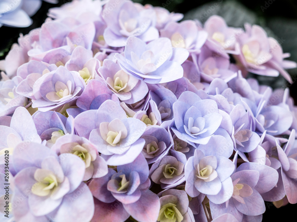 Macro detail of hydrangea named also as hydrangea or hortensia is a genus of 70-75 species of flowering plants native to southern and eastern Asia Macro detail of hydrangea named also as hydrangea or hortensia is a genus of 70-75 species of flowering plants native to southern and eastern Asia