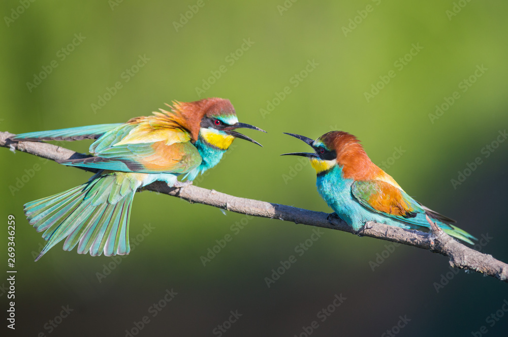 Obraz premium Angry Bee-eaters