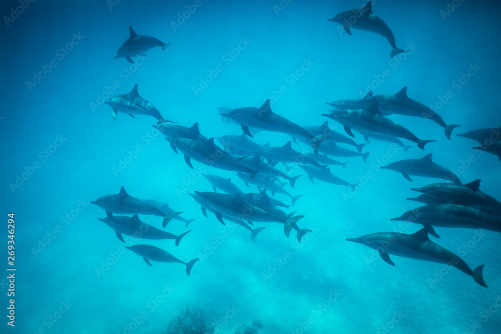 dolphin school swimming in blue water 4 dolphin school swimming in blue water 4