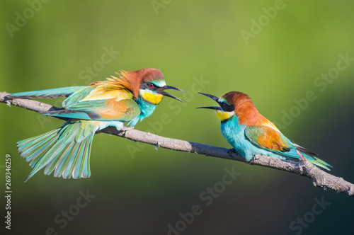 Angry Bee-eaters