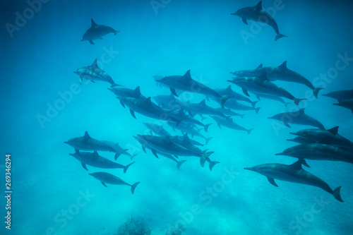 dolphin school swimming in blue water 4
