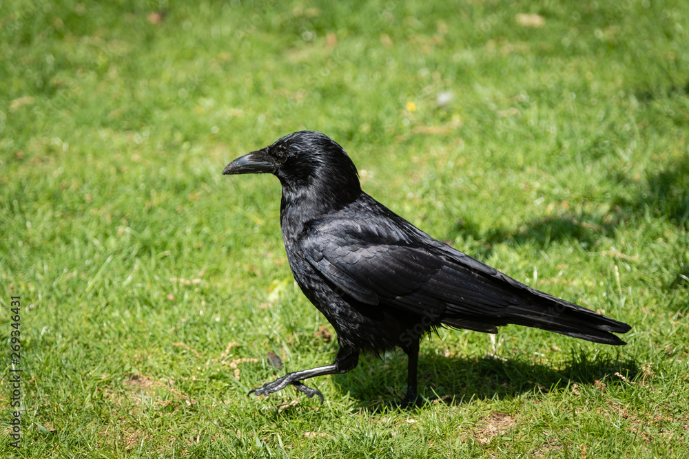 Corbeau qui marche dans l'herbe Corbeau qui marche dans l'herbe