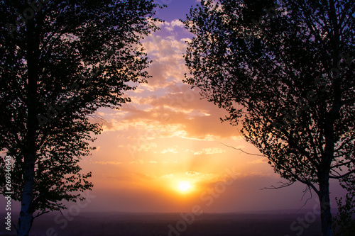 sunset between two birches against the sky with clouds