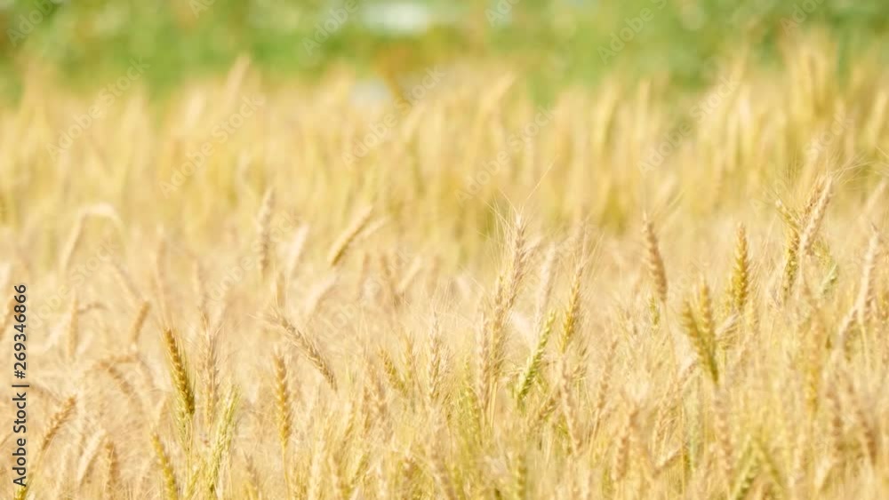 Field of Golden wheat farm background Field of Golden wheat farm background