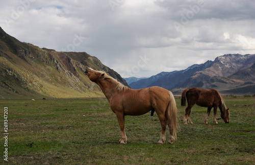 Horse hot male on pasture in mountains