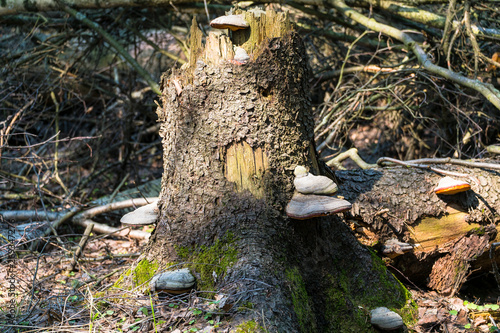 An old stump, infected by fungal plant pathogen - Polypore fungus. This species infects trees through broken bark, causing rot and continues to live on trees long after they have died, as a decomposer photo