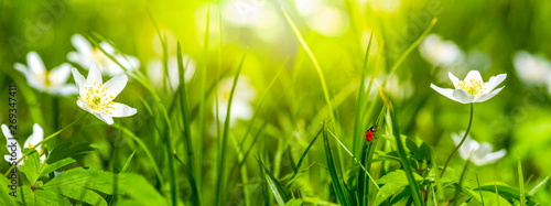 Dreamy white spring anemone flower bloom, grass, ladybug close-up against sun...
