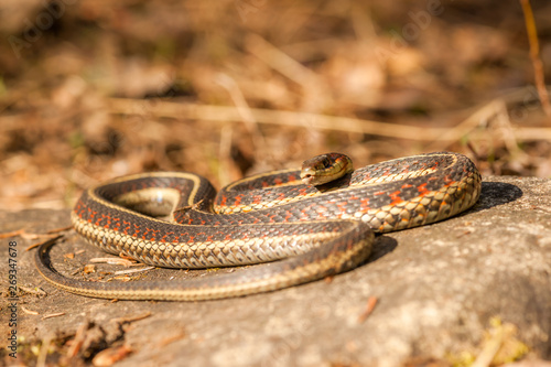Low View - Garter Snake