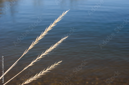 Spikelets of dry grass.