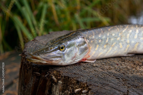 Freshwater pike fish lies on a wooden hemp..