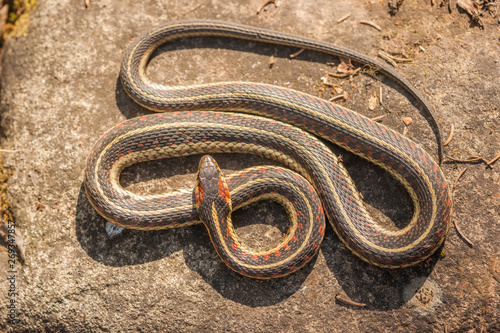 Garter Snake from a Bird View