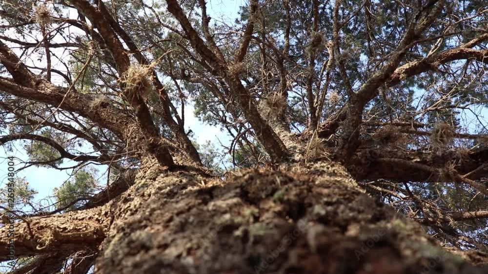 Looking up a tree, taking a look through a different perspective Looking up a tree, taking a look through a different perspective