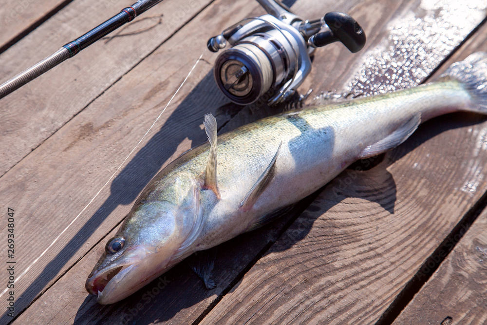 Freshwater zander and fishing equipment lies on wooden background. Freshwater zander and fishing equipment lies on wooden background.