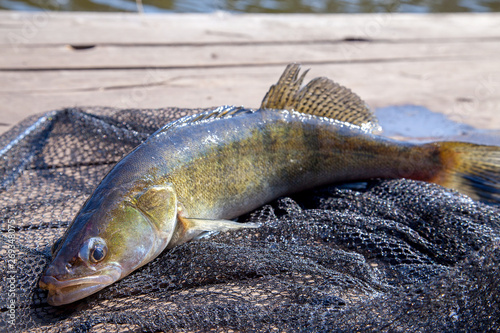 Freshwater zander and fishing equipment lies on wooden background..