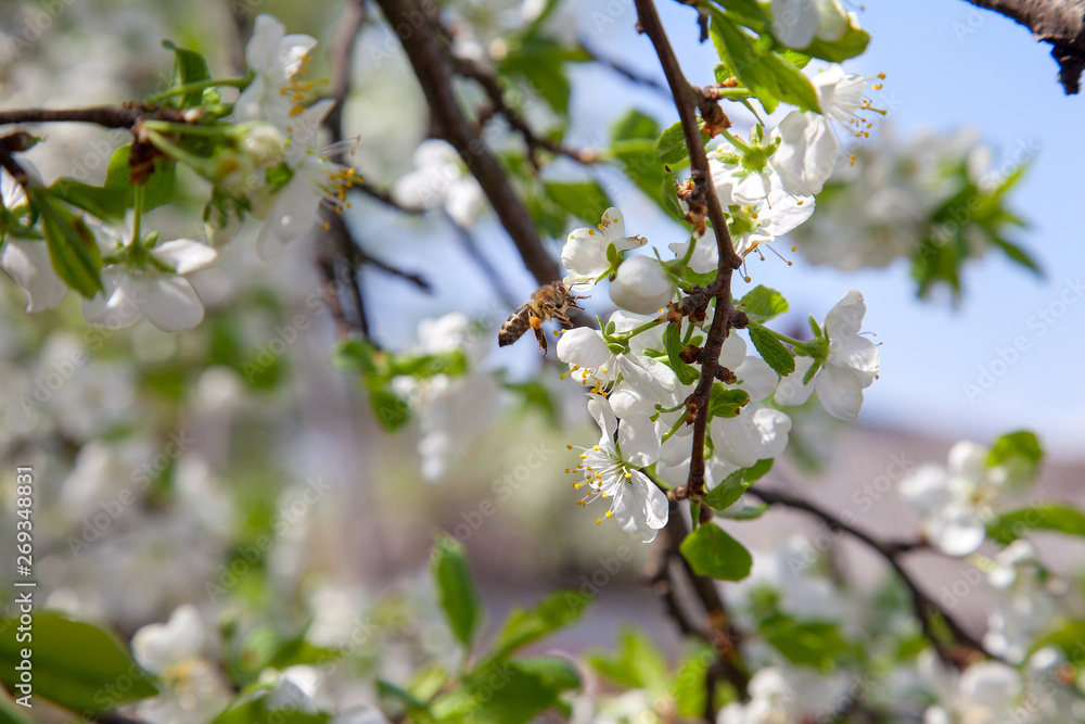 Honeybee on white flower of apple tree collecting pollen and nectar to make sweet honey with medicinal benefits.. Honeybee on white flower of apple tree collecting pollen and nectar to make sweet honey with medicinal benefits..