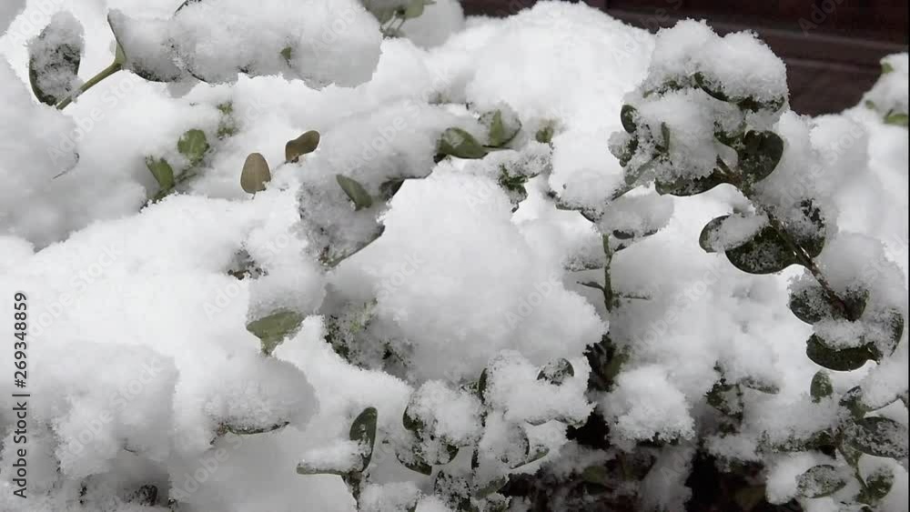 Detail of bushes covered with snow, ate Central Park, New York City, during winter. Detail of bushes covered with snow, ate Central Park, New York City, during winter.