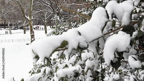 Detail of a tree covered with snow at Central Park, New York City, during winter time. photo