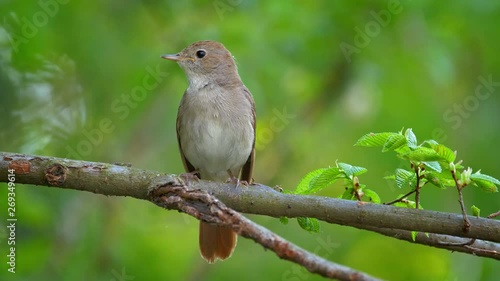 Common nightingale (Luscinia megarhynchos) singing photo