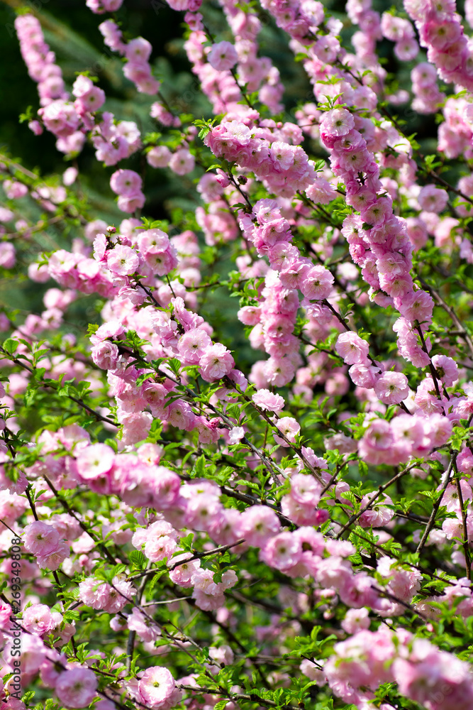 Pink sakura flowers. Closeup on a blurred background with a branch covered with flowers