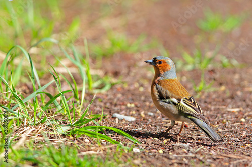 Common Chaffinch (Fringilla coelebs) sitting on the ground in the nature reserve Moenchbruch near Frankfurt, Germany.