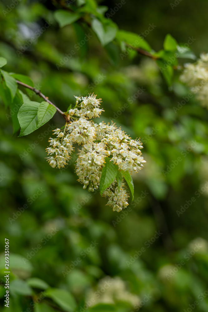 sprigs of flowering bird cherry in the park with a blurred background sprigs of flowering bird cherry in the park with a blurred background