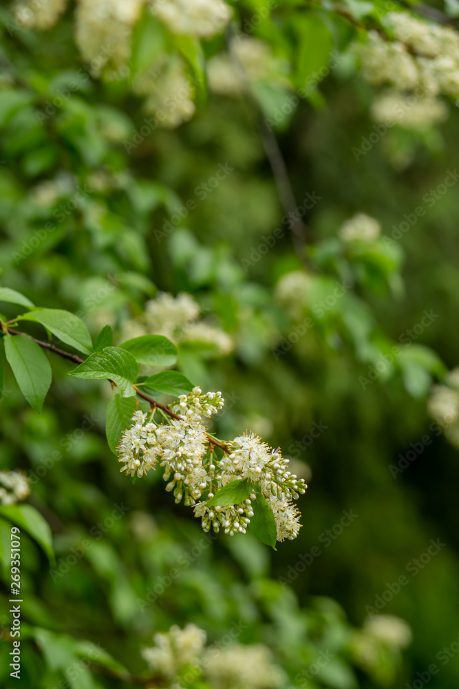 sprigs of flowering bird cherry in the park with a blurred background sprigs of flowering bird cherry in the park with a blurred background