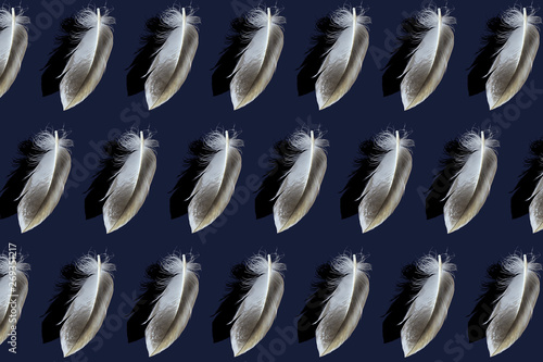 bird feathers arranged in a row on a blue background
