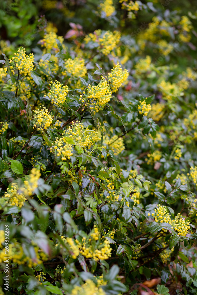 Obraz premium Spring bright shrub that blooms in spring with yellow flowers-mahonia. After the rain in the park.
