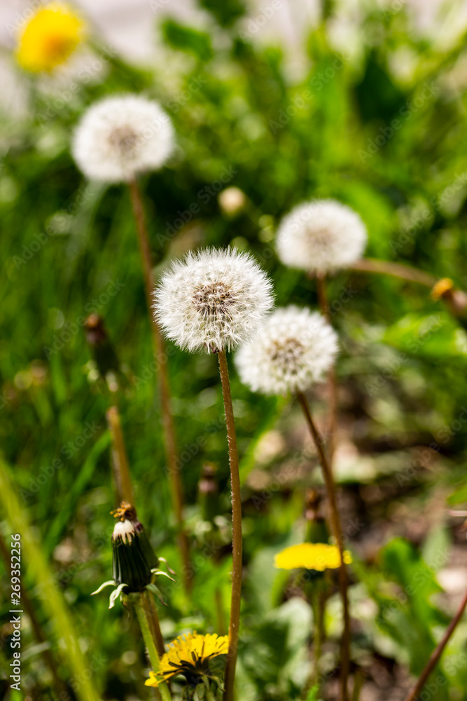 Fluffy dandelion. Pooh close-up, macro Fluffy dandelion. Pooh close-up, macro