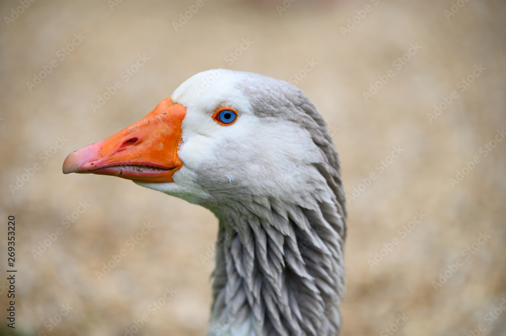 Goose closeup showing head and neck