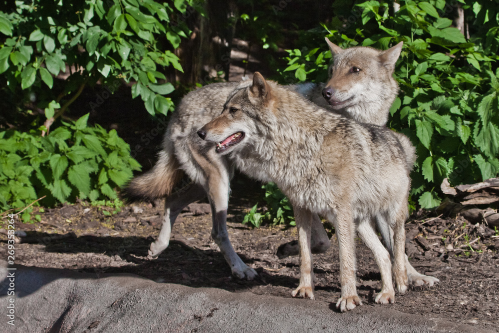 Wolf male and female wolf among green forest, beautiful animals under green trees. Wolf male and female wolf among green forest, beautiful animals under green trees.