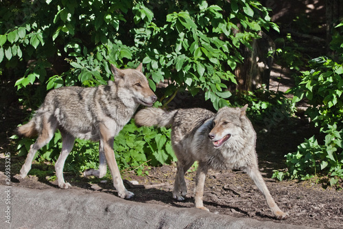 Wolf male and female wolf among green forest  beautiful animals under green trees.