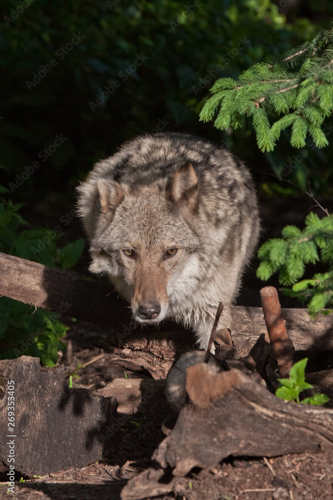 Fototapeta premium Gray wolf from a fairy tale about a red cap comes out of a dark green forest thicket