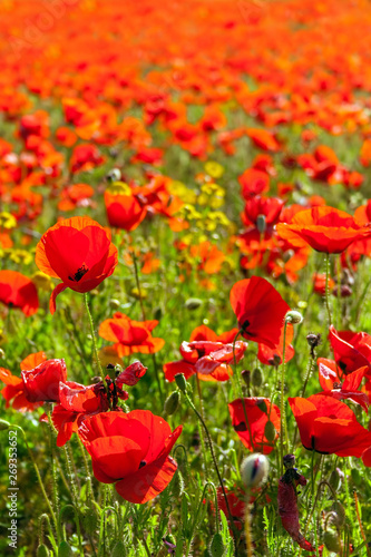 Bright red poppies during spring or summer. Poppy field, meadow or pasture.